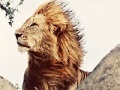                                                                     Big King Lion Slide Puzzle ﺔﺒﻌﻟ