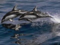                                                                     Dolphins Sliding Puzzle ﺔﺒﻌﻟ