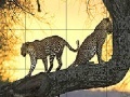                                                                     Big wild cats slide puzzle ﺔﺒﻌﻟ